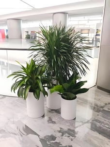 杭州湾绿化养护哪家好